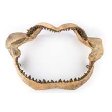 Настенное украшение- челюсть акулы Shishi